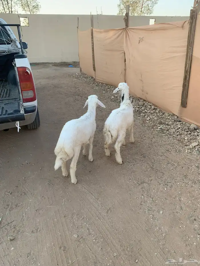 ثلاثه طليان ورخل 7