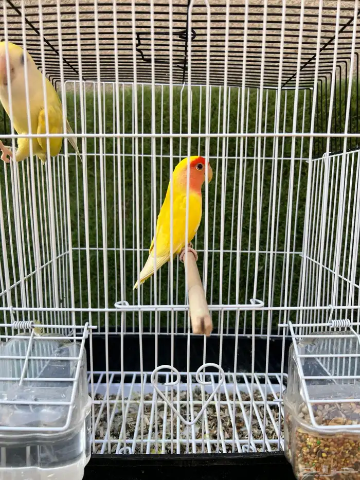 للبيع جوز روز 2