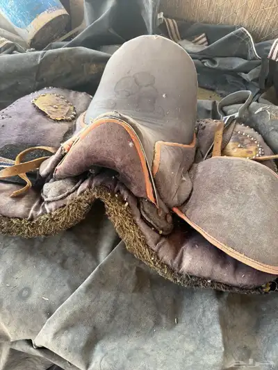 فرس زرقاء للبيع index