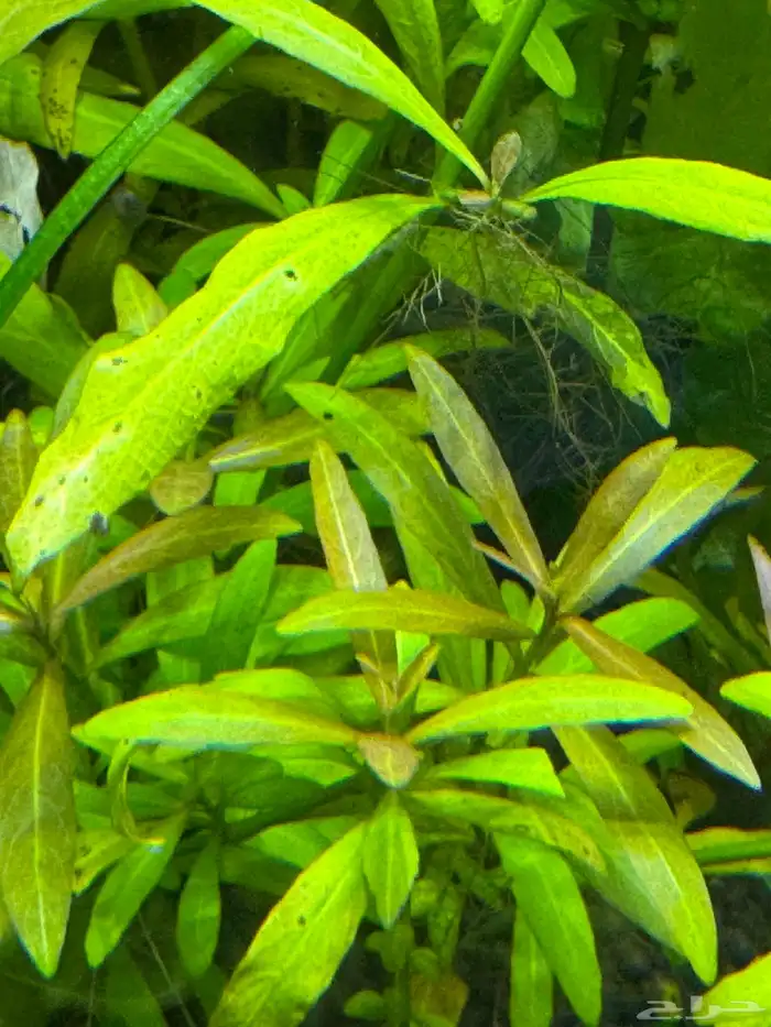 احواض سمك aquarium مزروعة  ونباتات مائية   تصاميم إحترافية 23