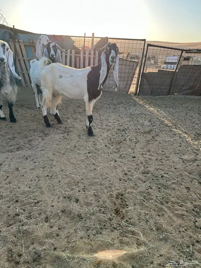 اربع معزا مشاريك دفيع 1