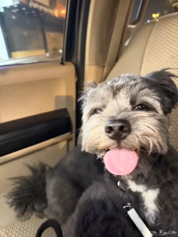 كلب مالتيز اسود ذكر وأنثى 3