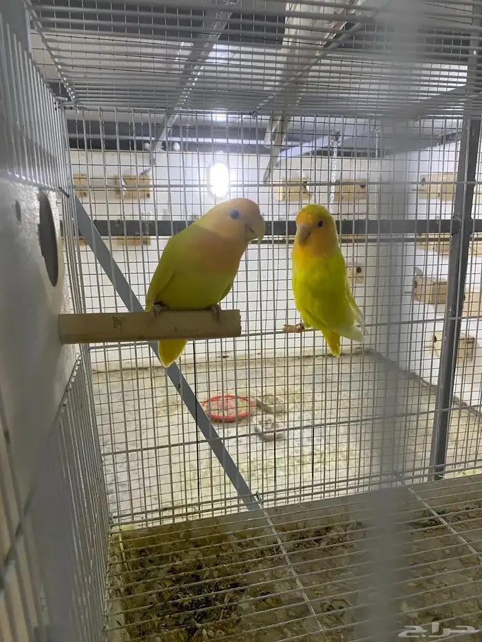 جوزين روز أورنج 1