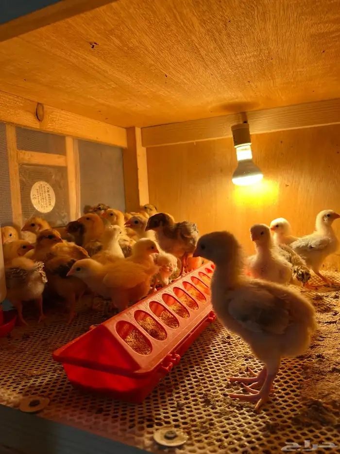 فروخ فرنسية 0