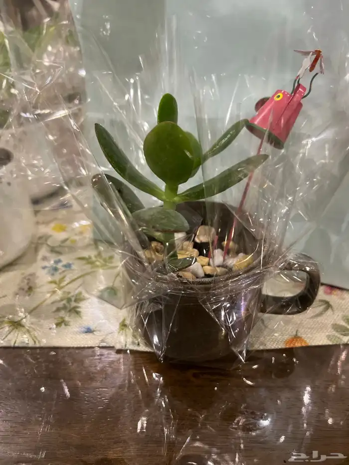 نباتات مشروع جامعي 5