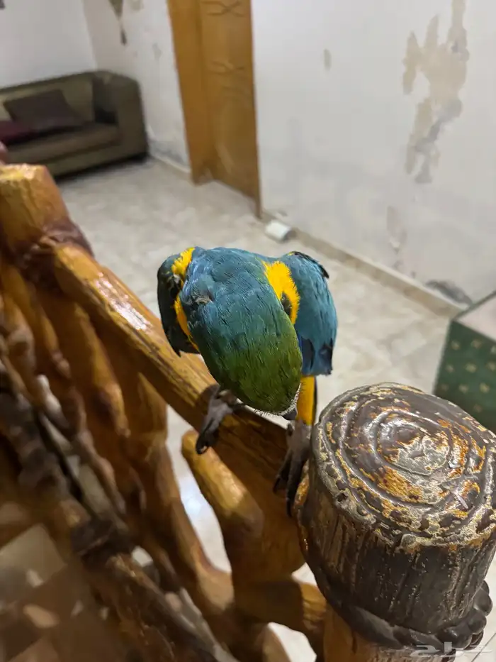 ببغاء مكاو بلو اند قولد طير 5