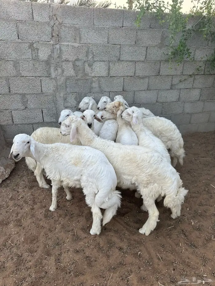 طليان حرية 2