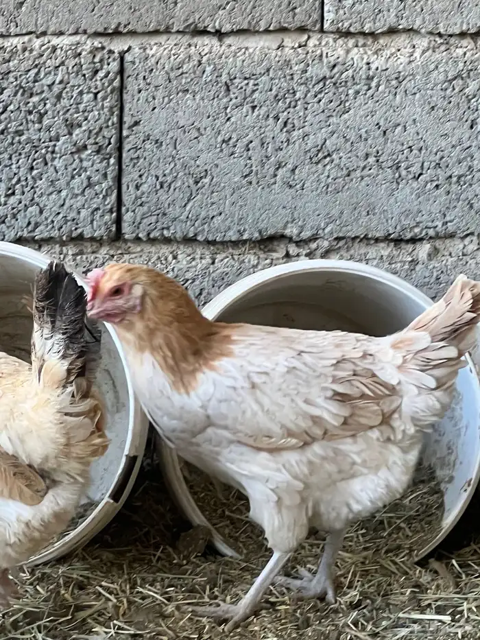 دجاج بلدي سليم شرط على مسولتي 6