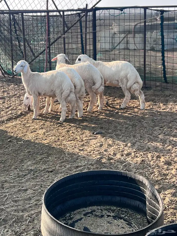 طليان جذعان 16