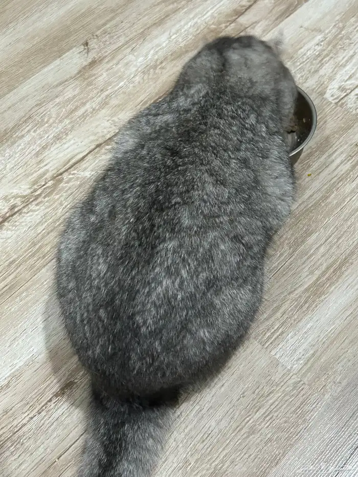 قط سكوتش للتبني 0