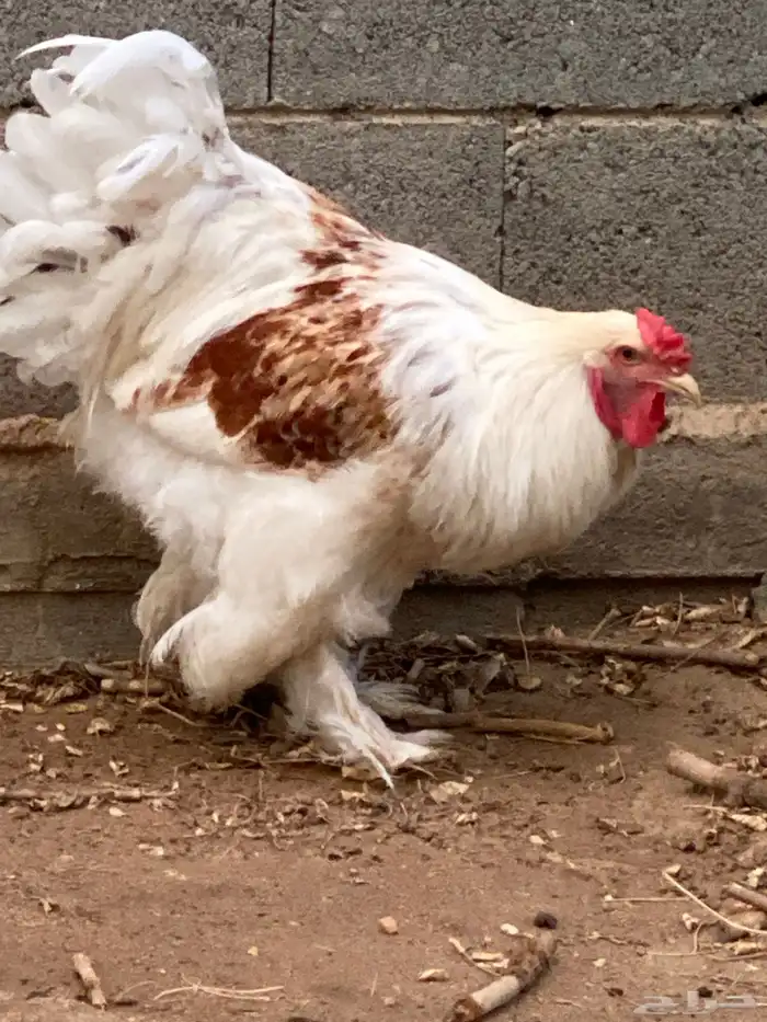 ديك براهما للبيع 2