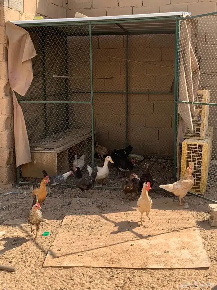 دجاج وبط بح 0