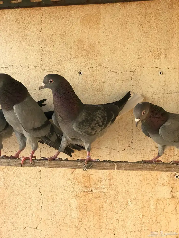 حمام قطيفي   قلابي 11