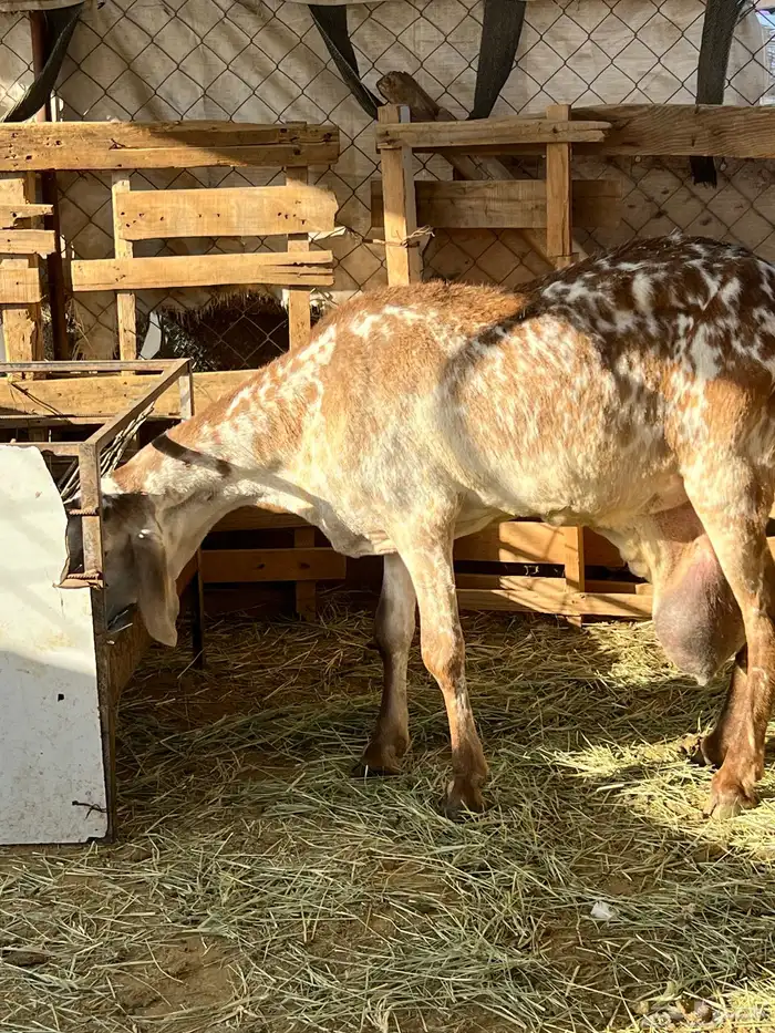 ساكنيه شاه 1