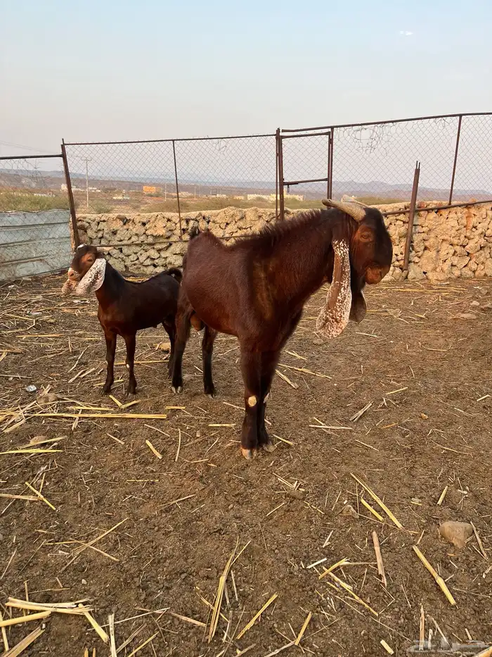 النوع تيس ادهم فحل مشروط 3