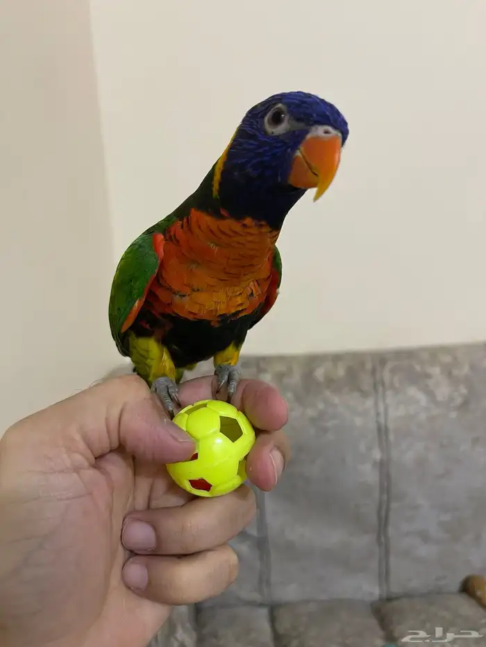 ببغاء لوري أليف وهدد 0