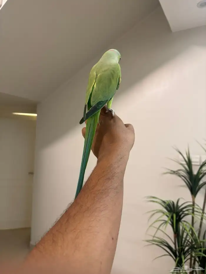 ذكر دره هندي اليف حمامه متكلم فوق عشر كلمات تم البيع 7