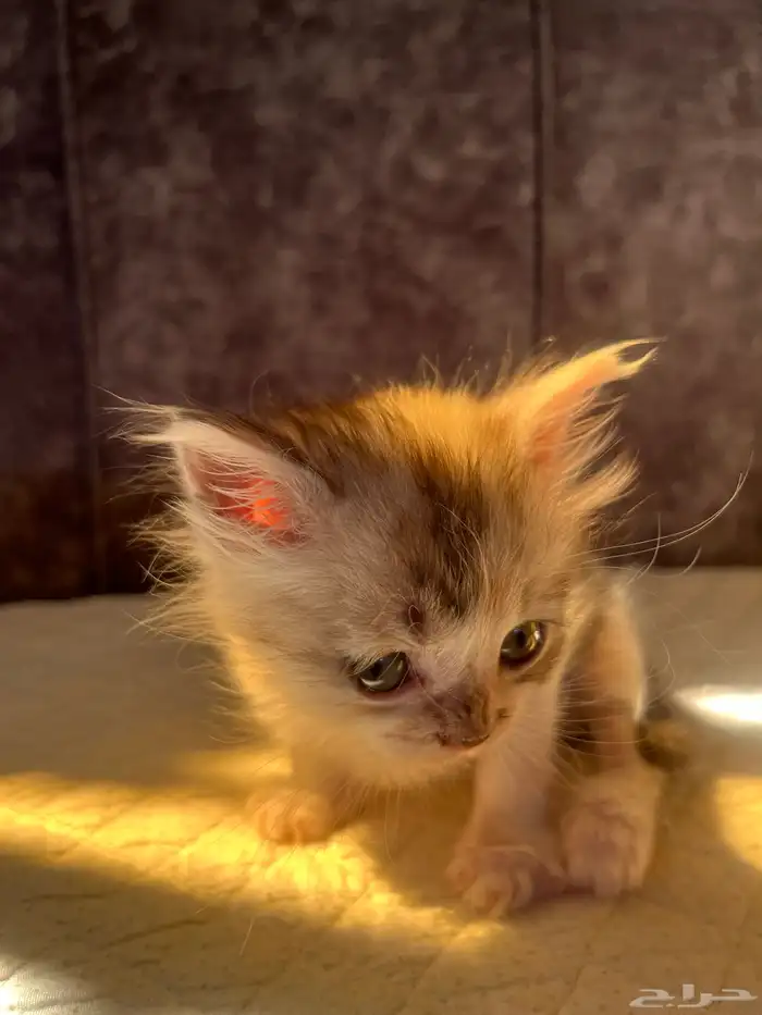 هره مهجن تبني 5