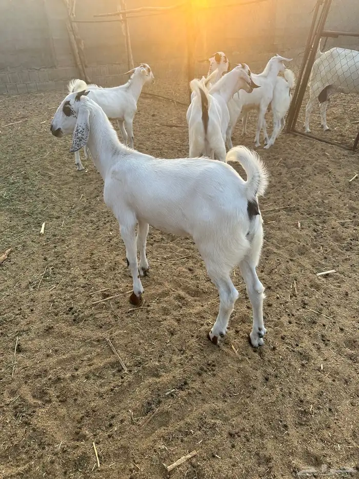 للبيع تيوس بيشية 3