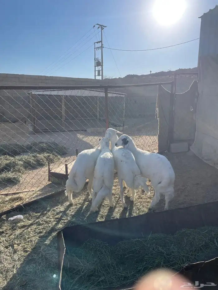 خرفان كفو صنف 0