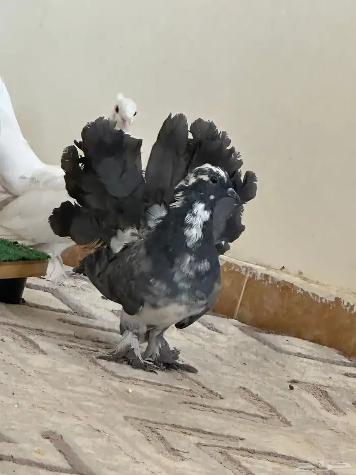 حمام هزازي 2