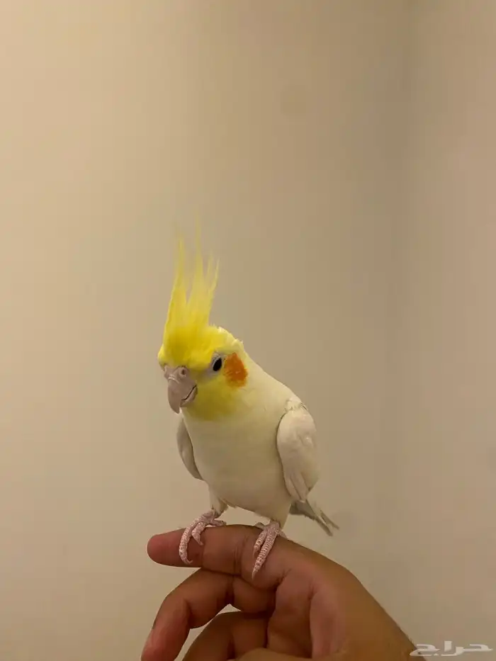 كروان لاتينو 0