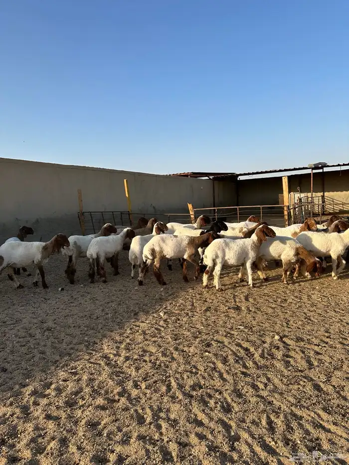 جذعات انعيم طيبه اللبييع 9