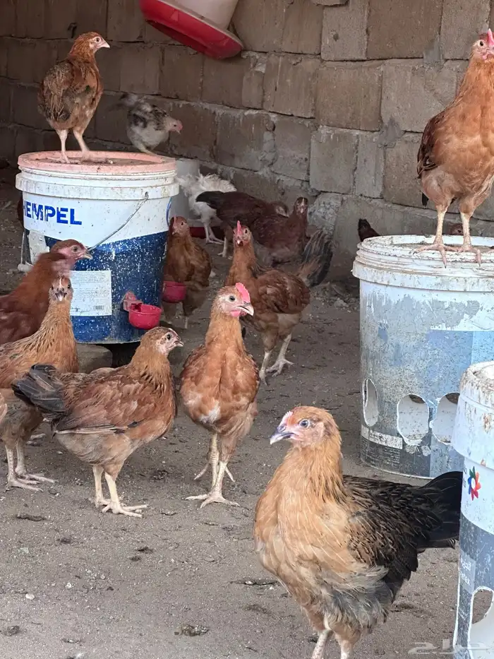 فروخ دجاج فرنسي توب 1