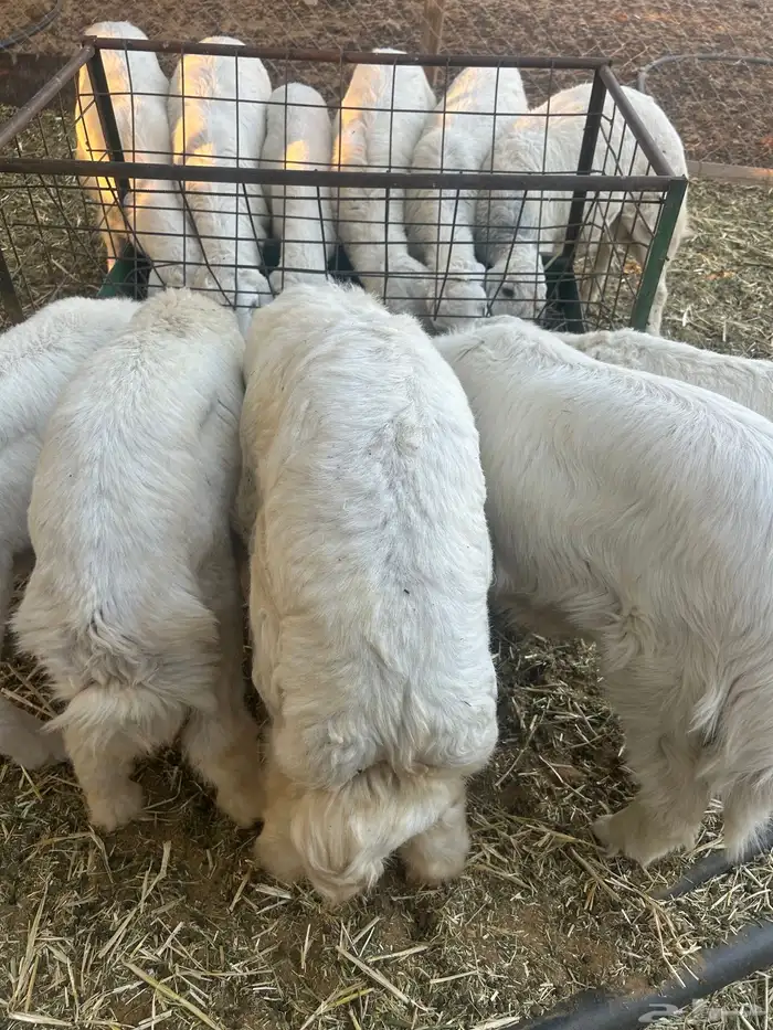 خاروف حري 6 اشهر الى 7 اشهر 0