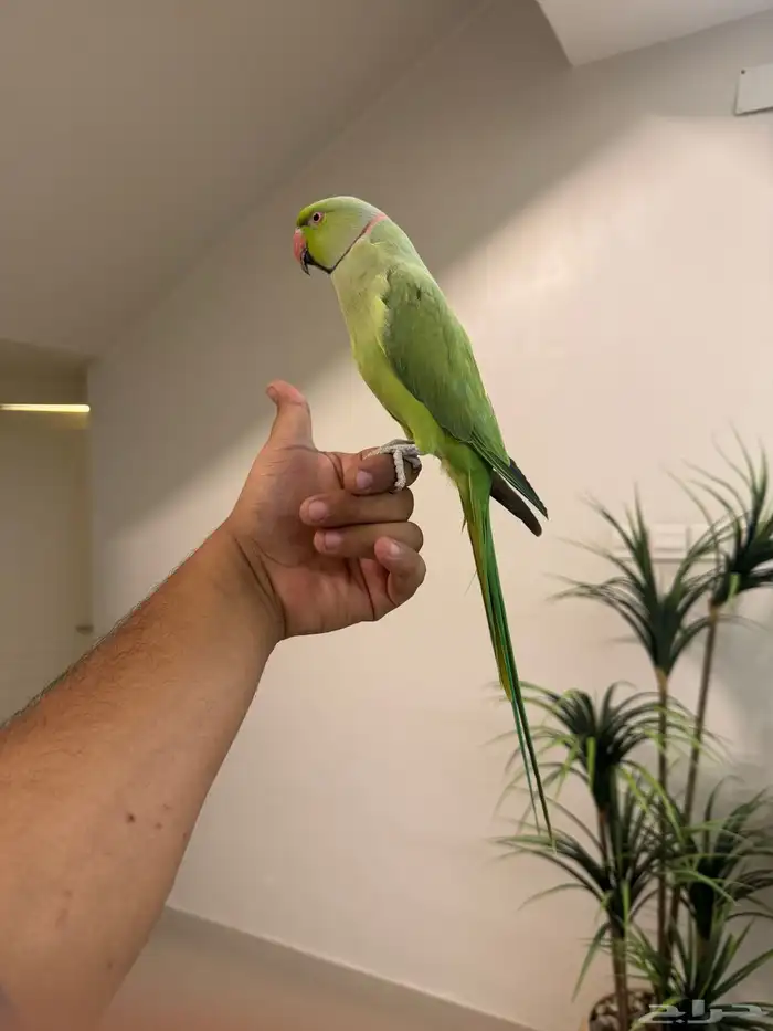 ذكر دره هندي اليف حمامه متكلم فوق عشر كلمات تم البيع 3