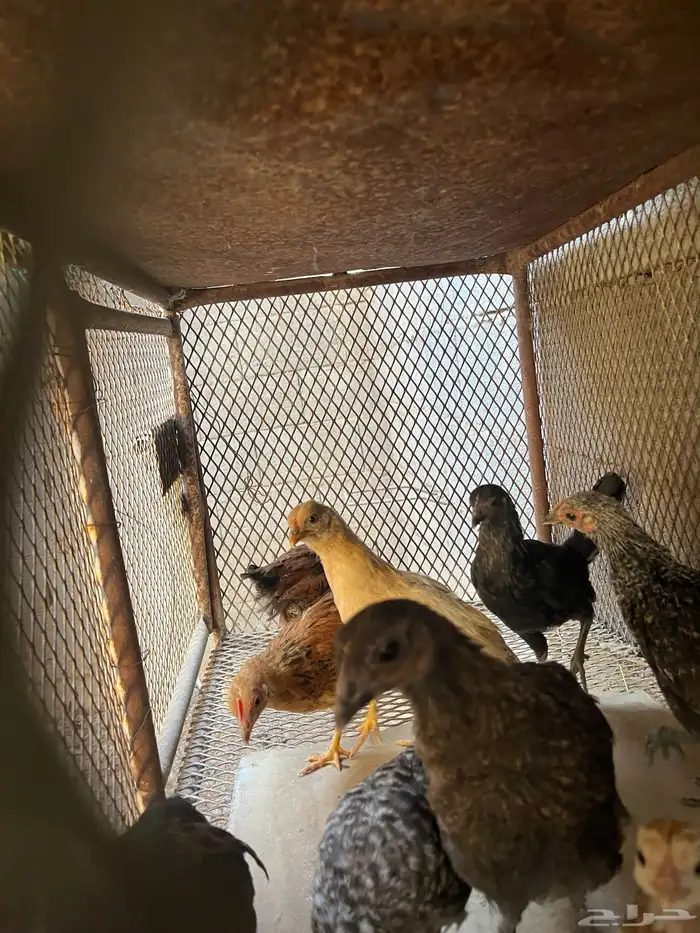 صيصان بلدي العدد 19 3