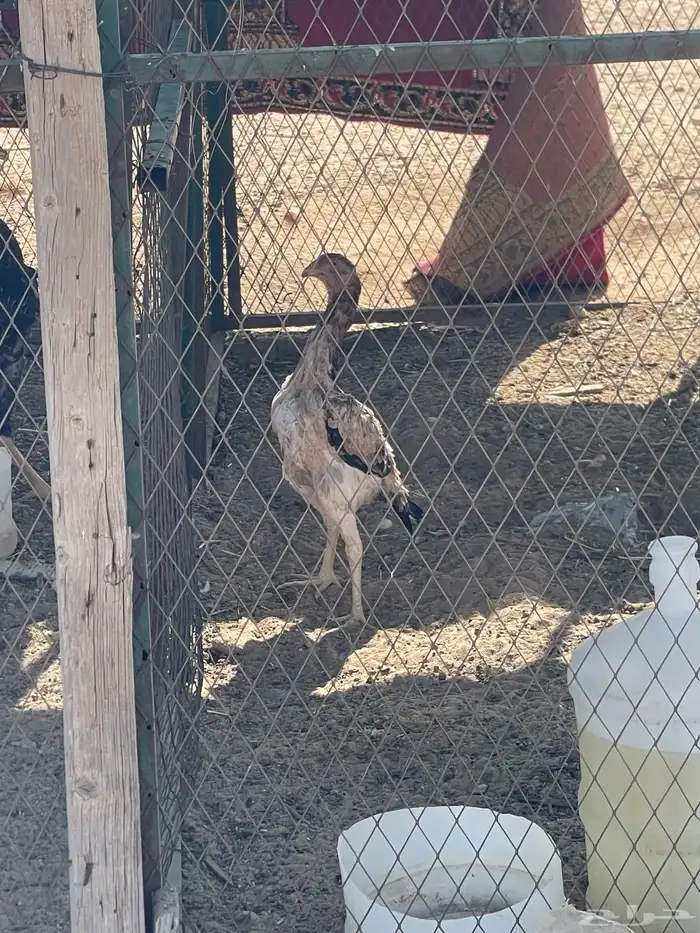 شامو ياباني دياكه اثنين ودجاجه العمر 7 شهور 3