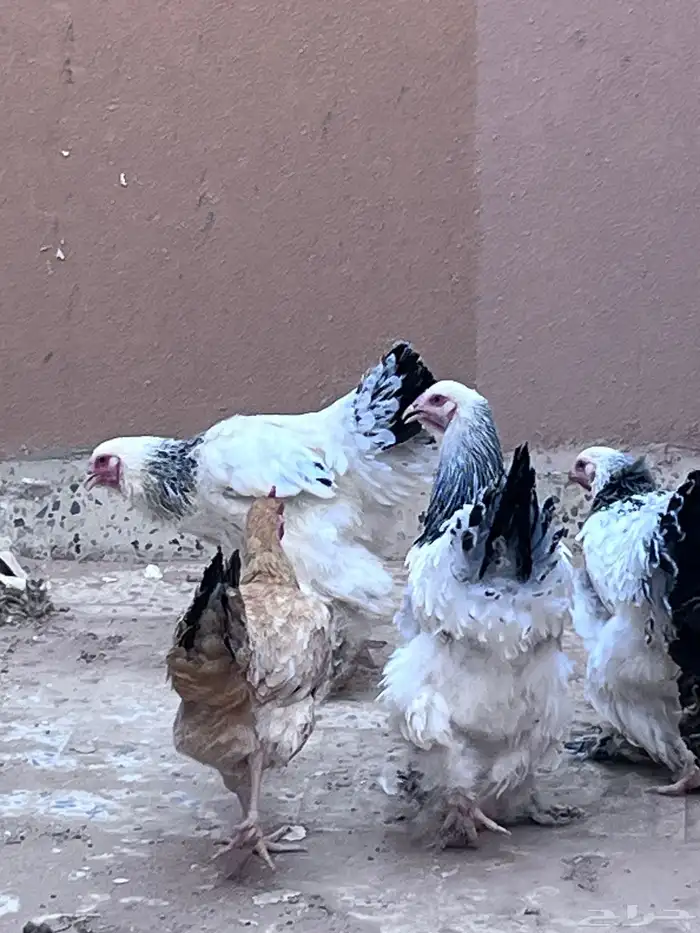 دجاج برهما البيع العدد 6حبات 1