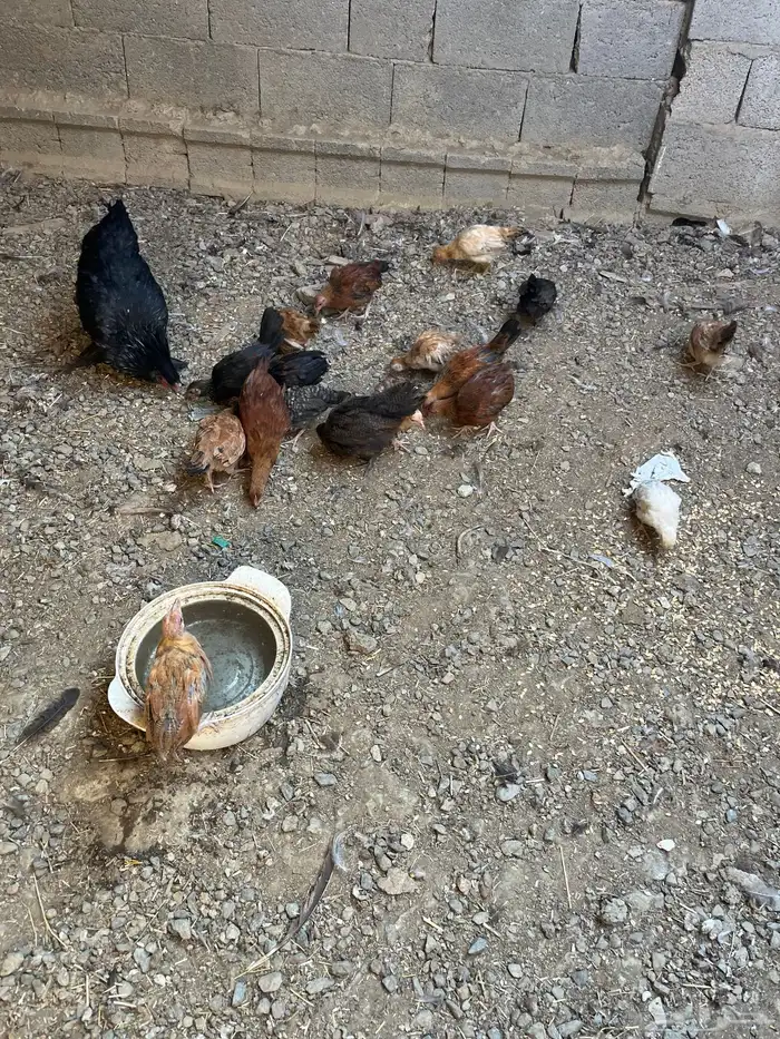 صيصان بلدي العدد 19 0