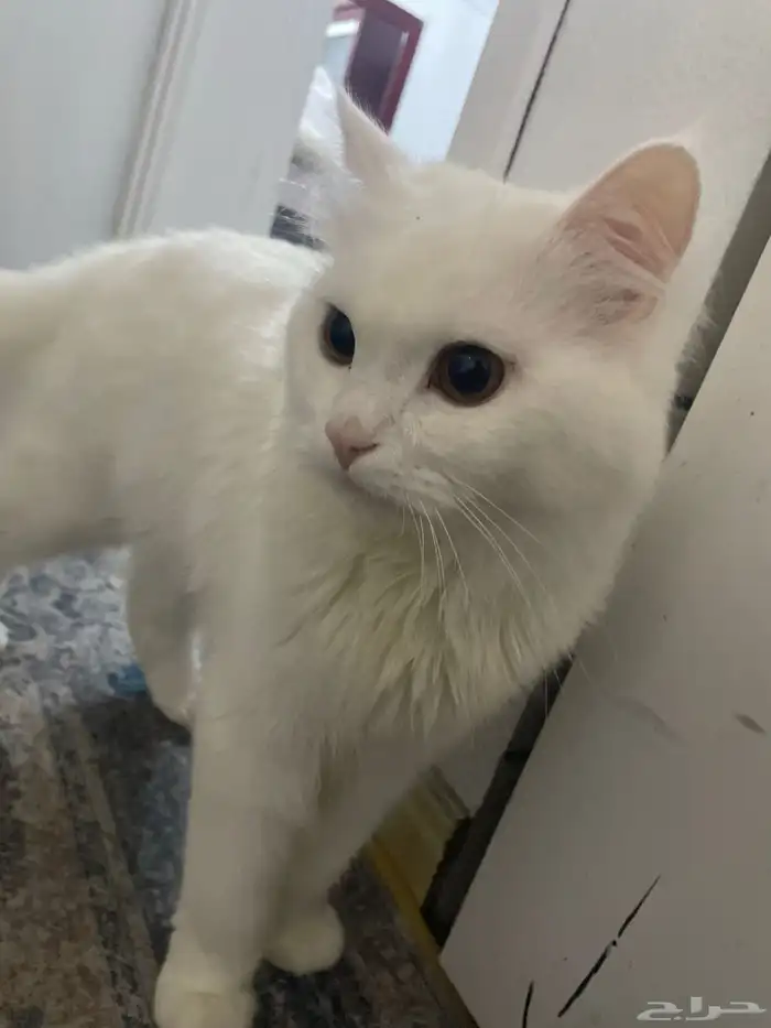 قط شيرازي للتبني 1