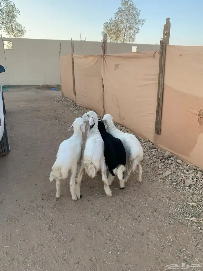 ثلاثه طليان ورخل 3