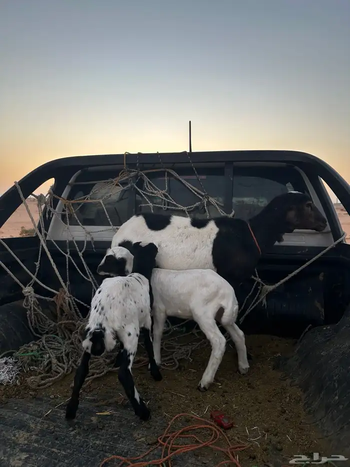 شاه رفيديه معها ثنين 2