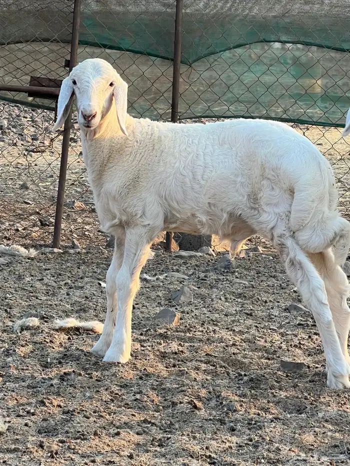 مشاريع فحول 1