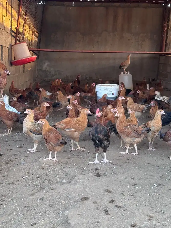 فروخ دجاج فرنسي توب 7