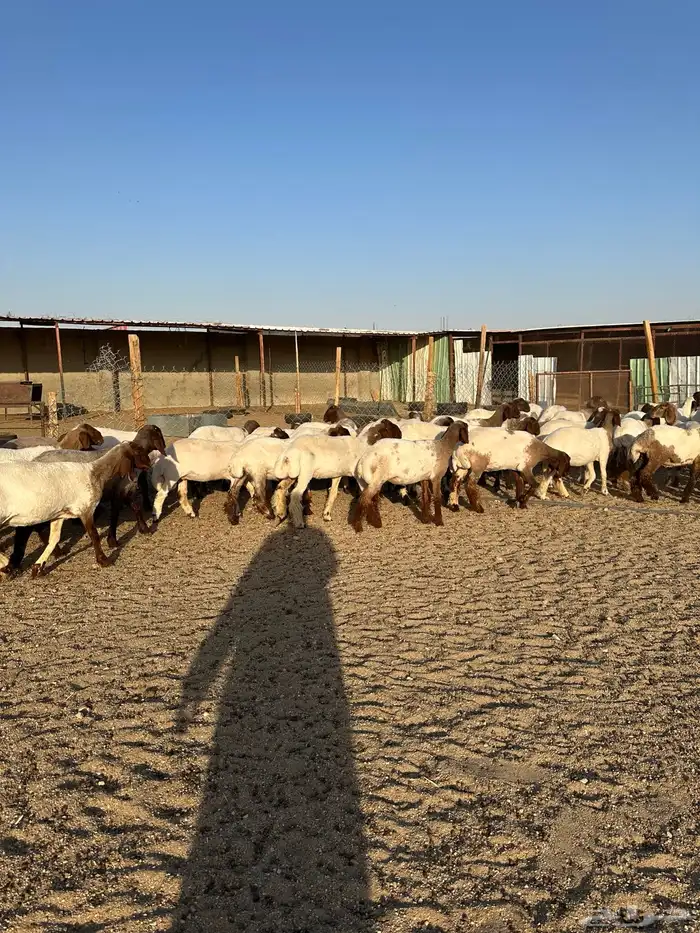 جذعات انعيم طيبه اللبييع 11