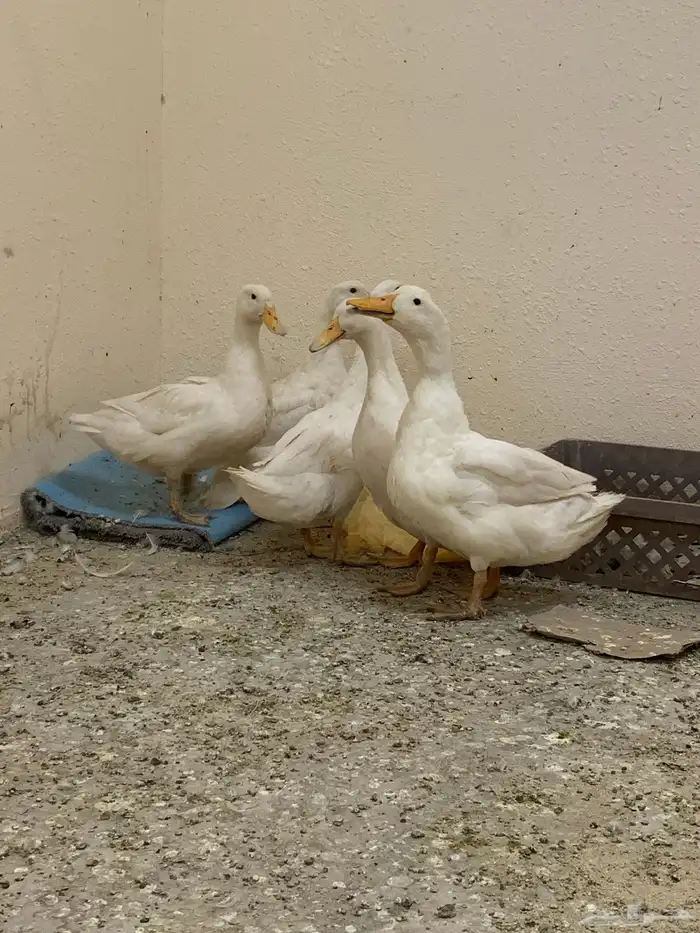 للبيع بط بكيني بيض 2