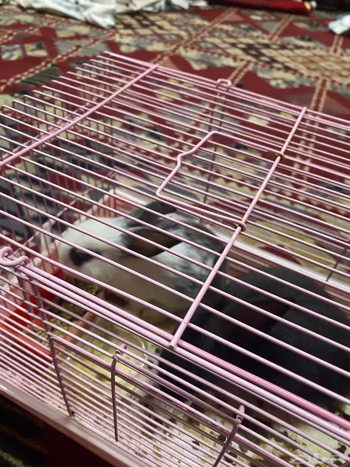 ارانب للبيع 2