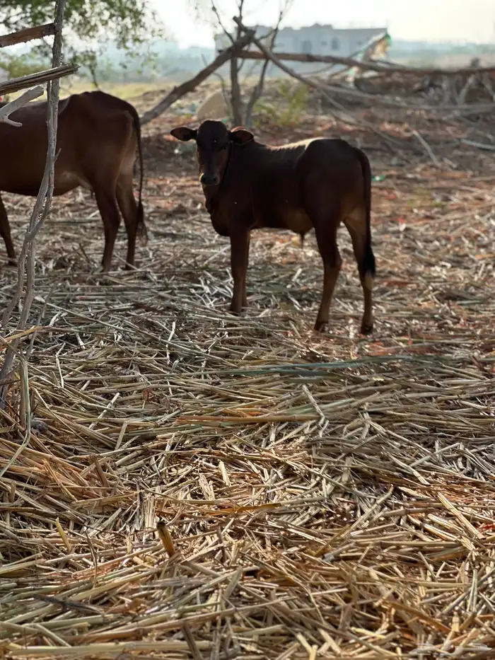 عجول العدد 3 4