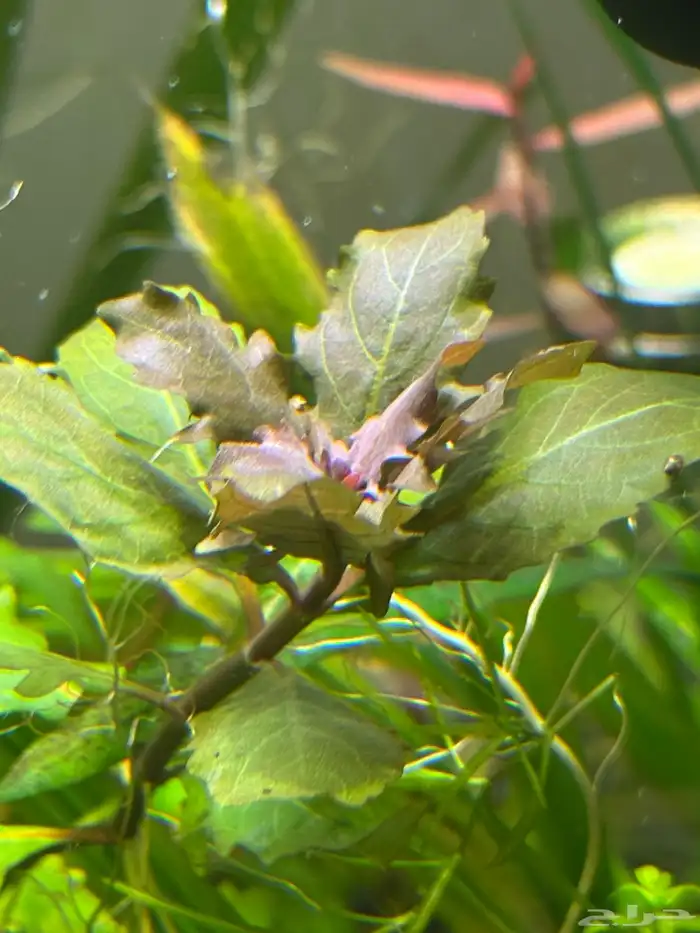 احواض سمك aquarium مزروعة  ونباتات مائية   تصاميم إحترافية 33