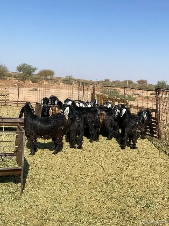 تيوس طيبات 3