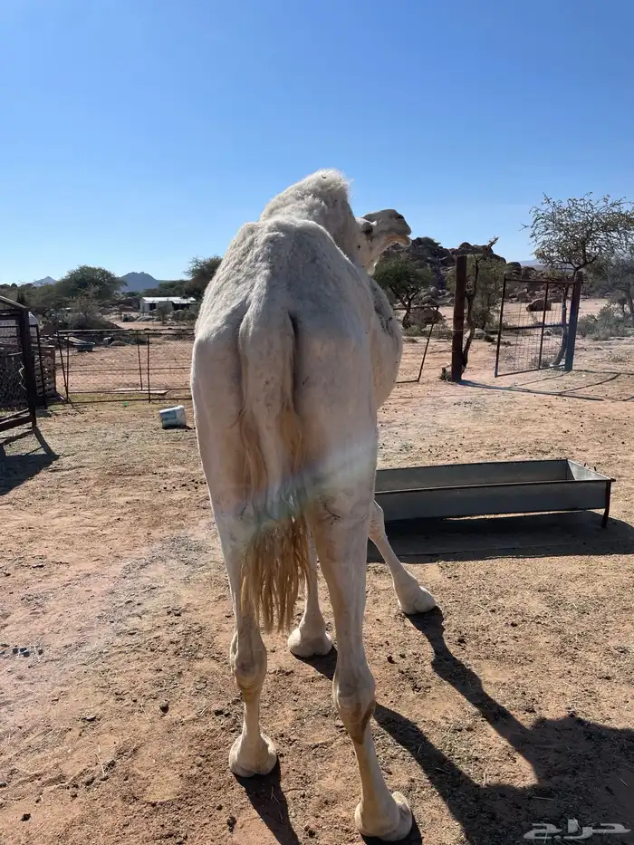 ناقه عفراء للبيع ضروبه مفرده حاشي 3