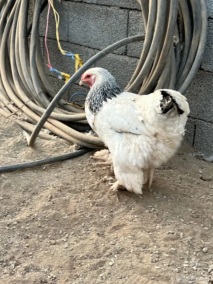 طقم براهما كولومبي فاخر 0