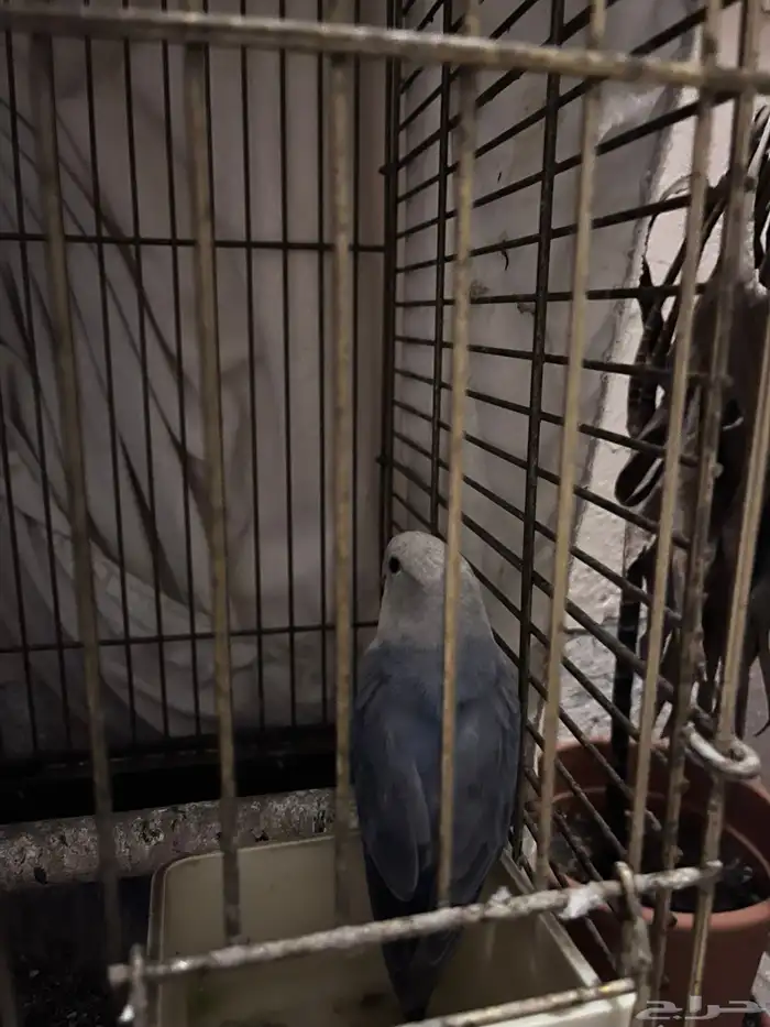 عصافير للبيع شامل اغراضها 900-1000 لايجي الا الصامل 2