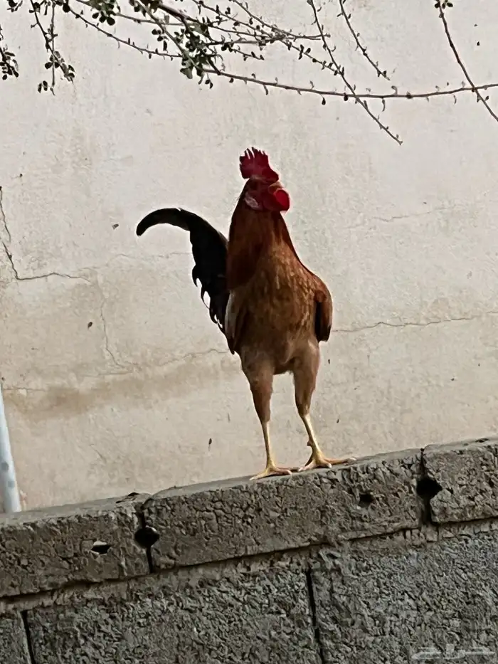 دجاج بلدي 6