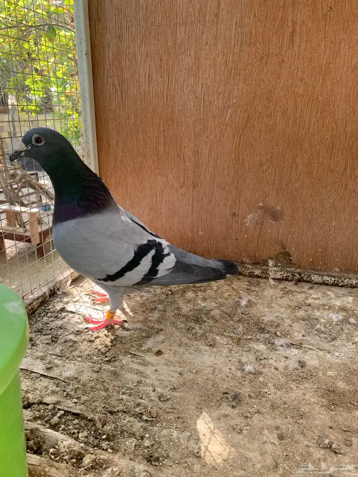 زاجل سباق كويتي 3